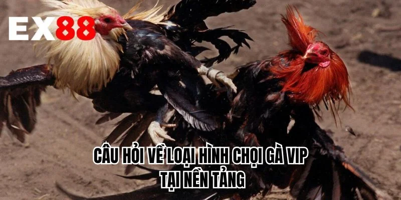 Câu hỏi về loại hình chọi gà VIP tại nền tảng