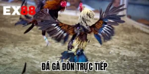 Đá Gà Đòn Trực Tiếp