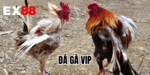 Đá Gà VIP