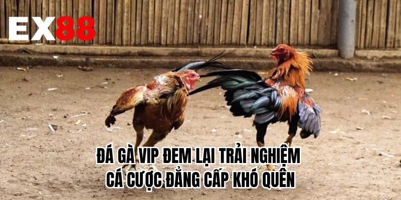 Đá gà VIP đem lại trải nghiệm cá cược đẳng cấp khó quên
