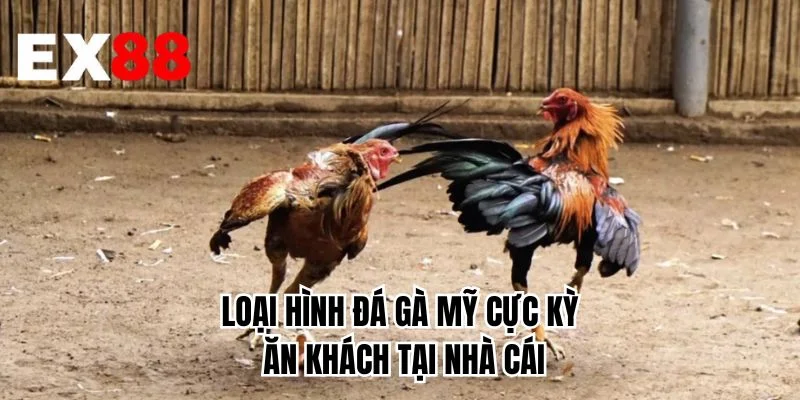 Loại hình đá gà Mỹ cực kỳ ăn khách tại nhà cái