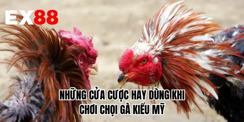 Những cửa cược hay dùng khi chơi chọi gà kiểu Mỹ