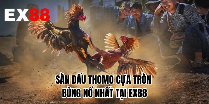 Sàn đấu Thomo cựa tròn bùng nổ nhất tại EX88