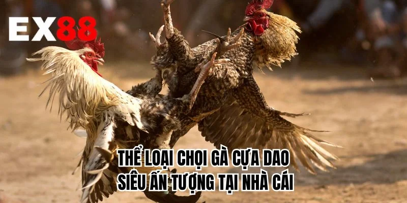 Thể loại chọi gà cựa dao siêu ấn tượng tại nhà cái