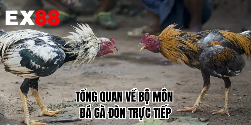 Tổng quan về bộ môn đá gà đòn trực tiếp